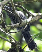 Fasciated Antshrike