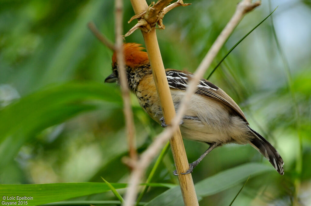 Black-crested Antshrike