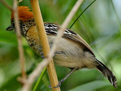 Black-crested Antshrike