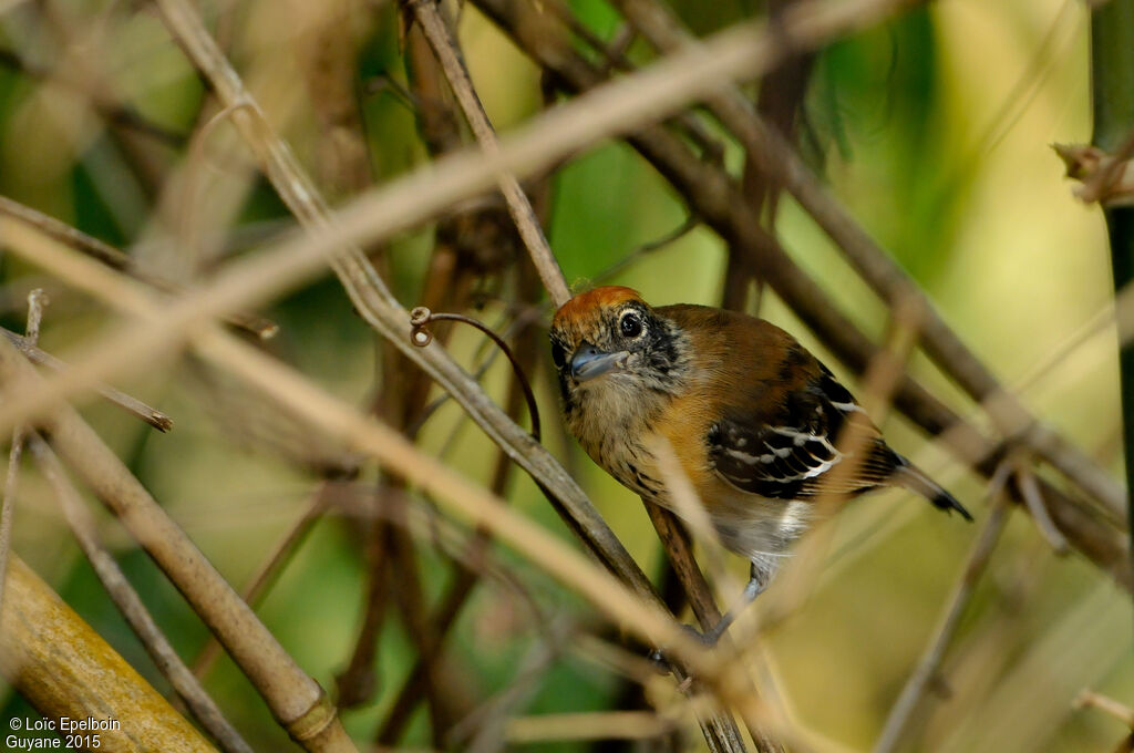 Black-crested Antshrike