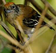 Black-crested Antshrike