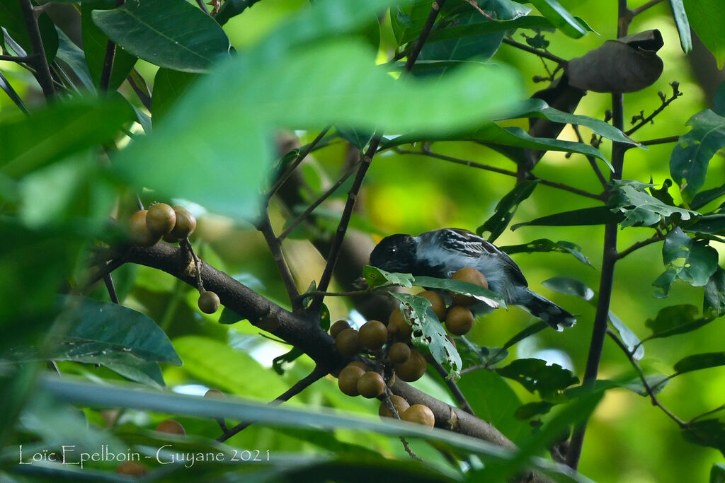 Black-crested Antshrike