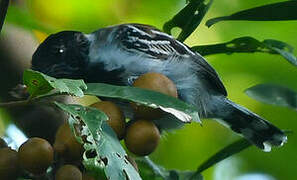 Black-crested Antshrike