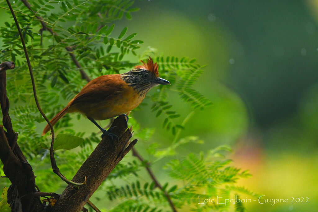 Barred Antshrike