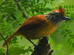 Barred Antshrike