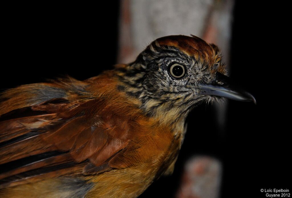 Barred Antshrike