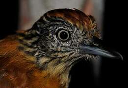 Barred Antshrike