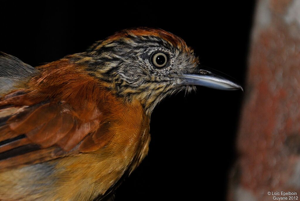 Barred Antshrike