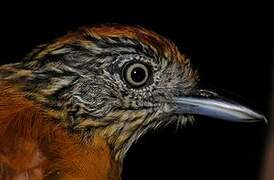 Barred Antshrike