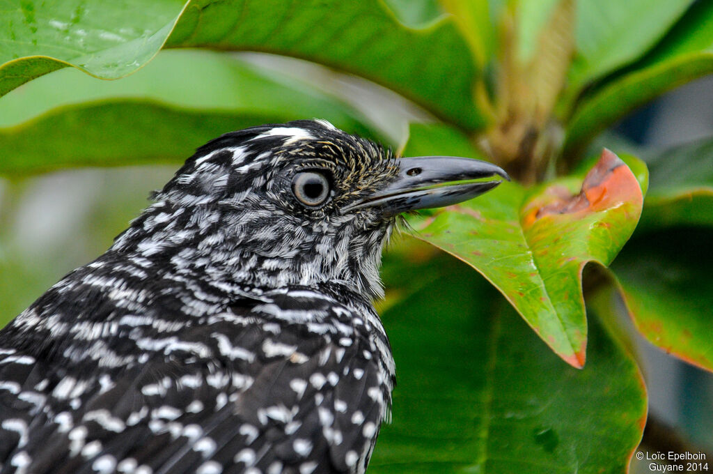 Barred Antshrike male adult