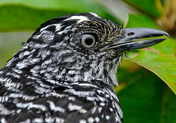 Barred Antshrike