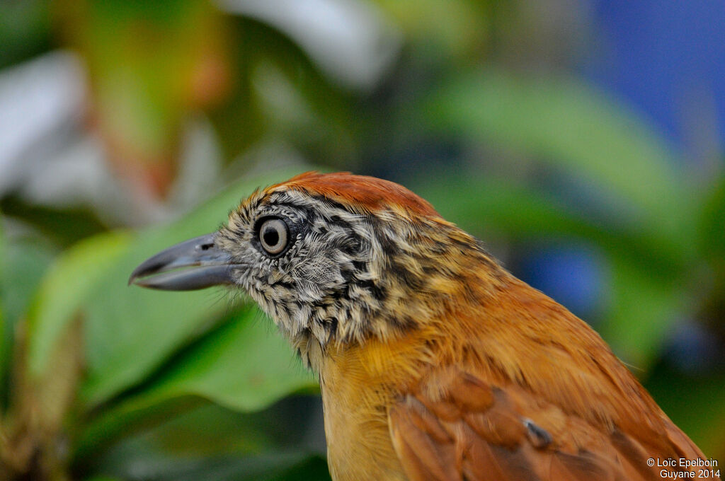 Barred Antshrike female adult