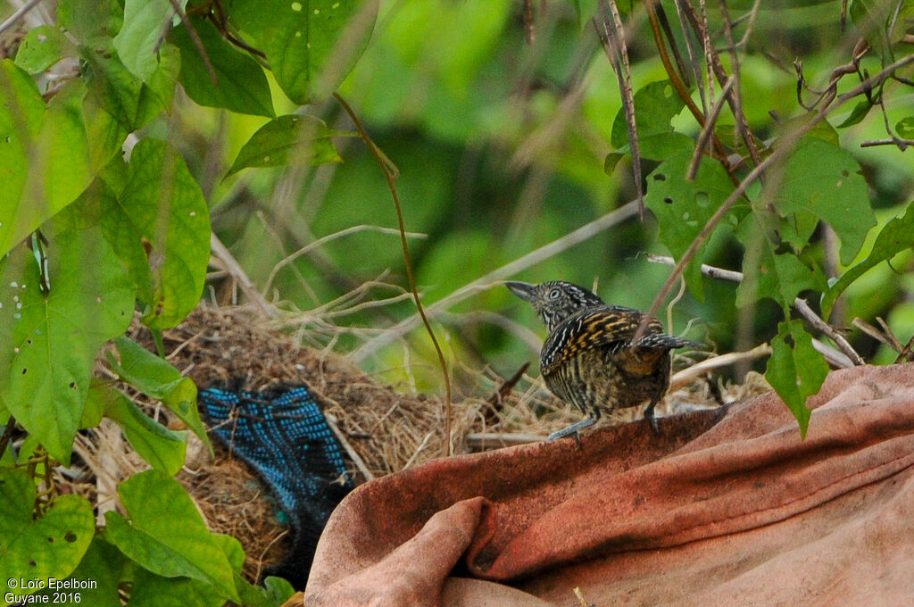 Barred Antshrike male juvenile