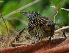 Barred Antshrike