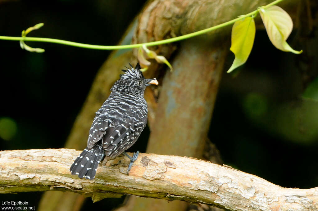 Barred Antshrike male adult, feeding habits