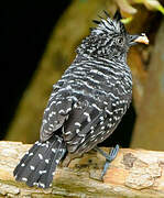 Barred Antshrike