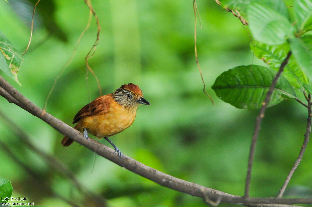 Barred Antshrike female adult