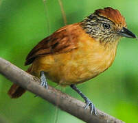 Barred Antshrike