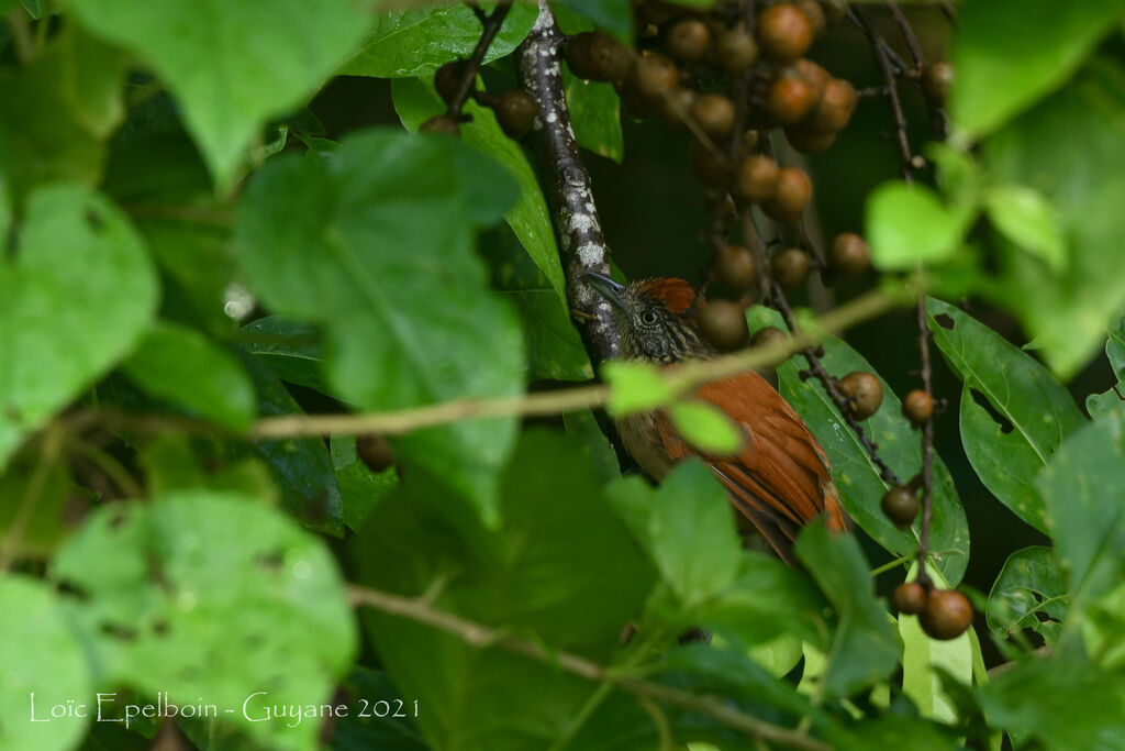 Barred Antshrike