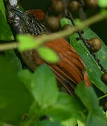 Barred Antshrike