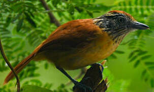 Barred Antshrike