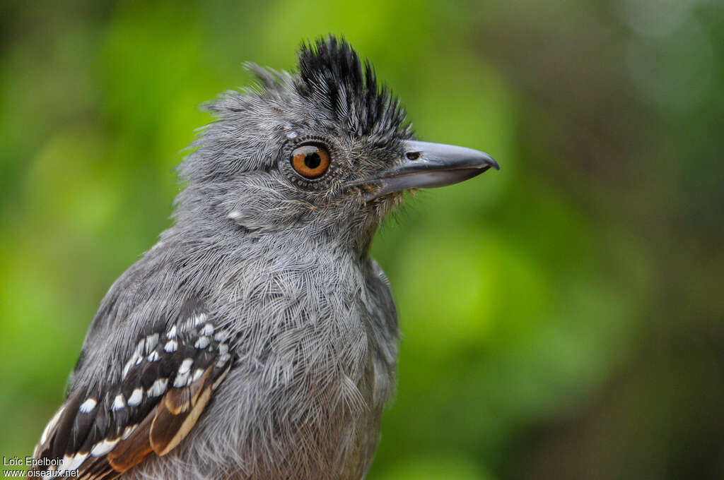 Northern Slaty Antshrike male adult, close-up portrait