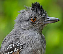 Northern Slaty Antshrike