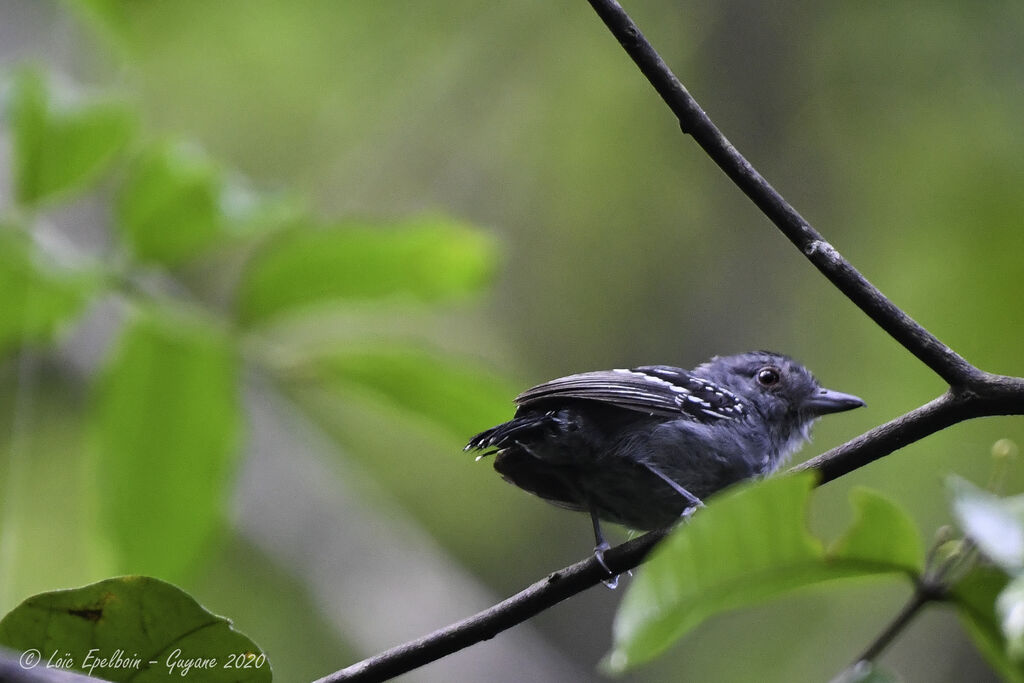 Northern Slaty Antshrike