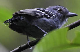 Northern Slaty Antshrike