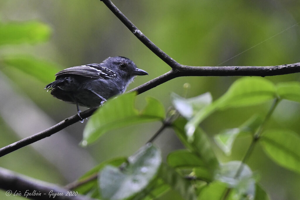 Northern Slaty Antshrike