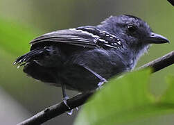 Northern Slaty Antshrike