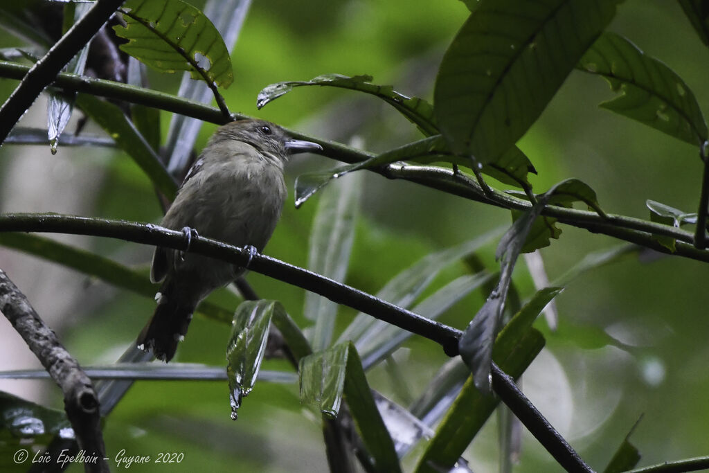 Northern Slaty Antshrike