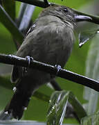 Northern Slaty Antshrike