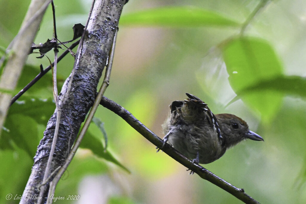 Northern Slaty Antshrike