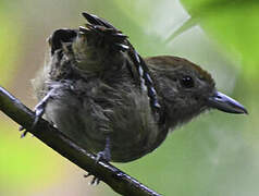 Northern Slaty Antshrike