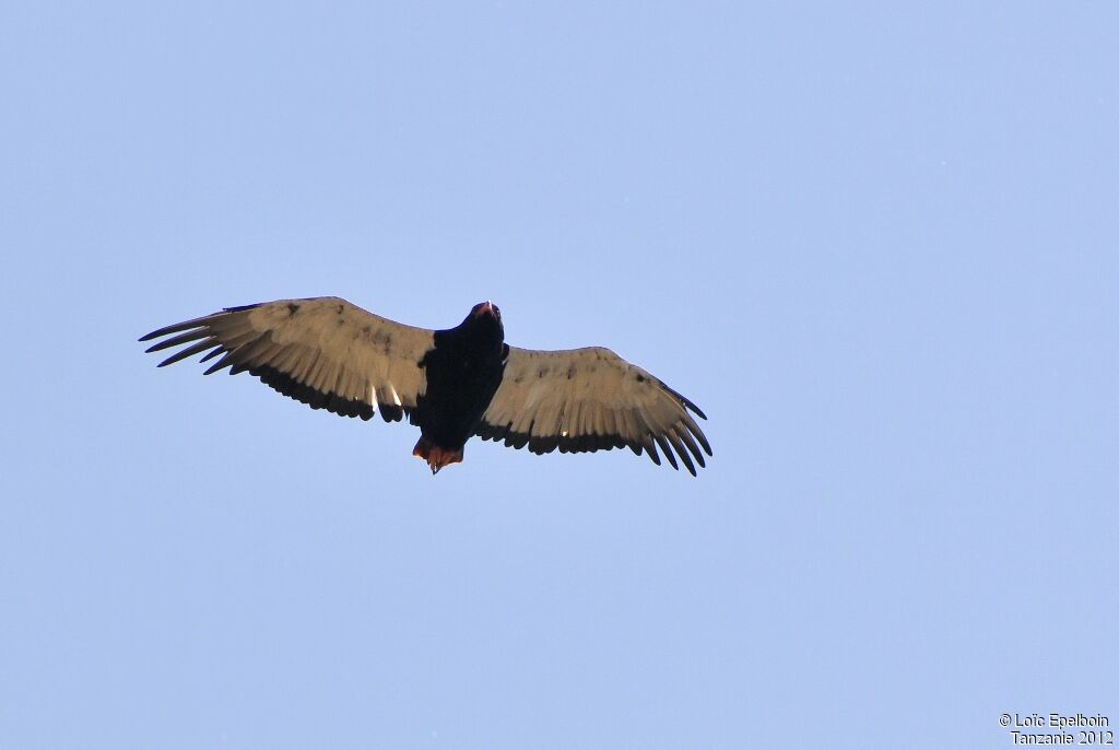 Bateleur des savanes