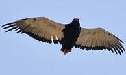 Bateleur des savanes