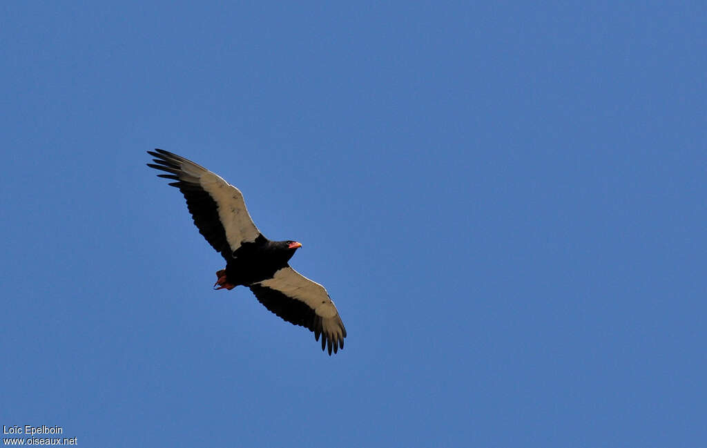 Bateleur male adult, Flight