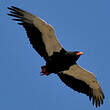 Bateleur des savanes