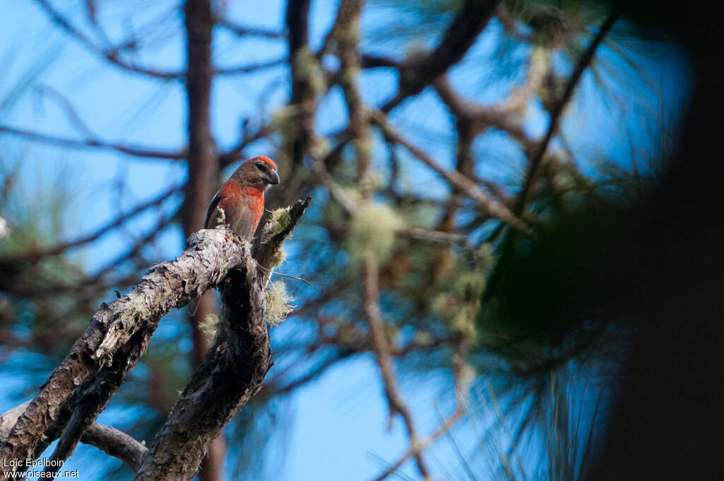 Hispaniolan Crossbill male adult, habitat, pigmentation