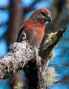 Hispaniolan Crossbill