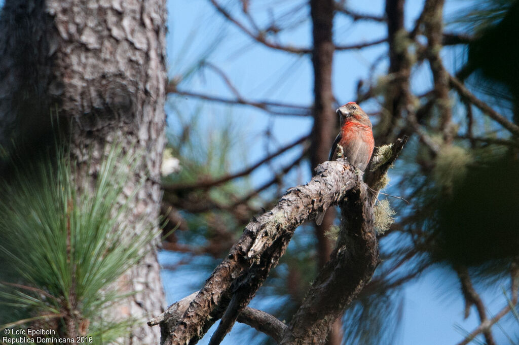 Hispaniolan Crossbill male adult