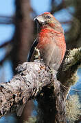 Hispaniolan Crossbill