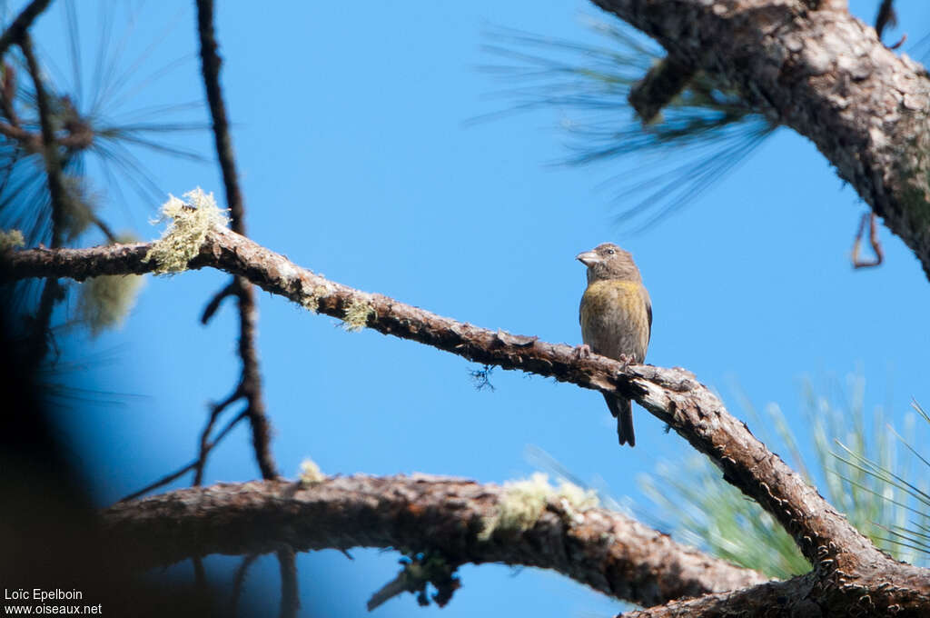 Hispaniolan Crossbill female adult, pigmentation, Behaviour