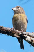 Hispaniolan Crossbill