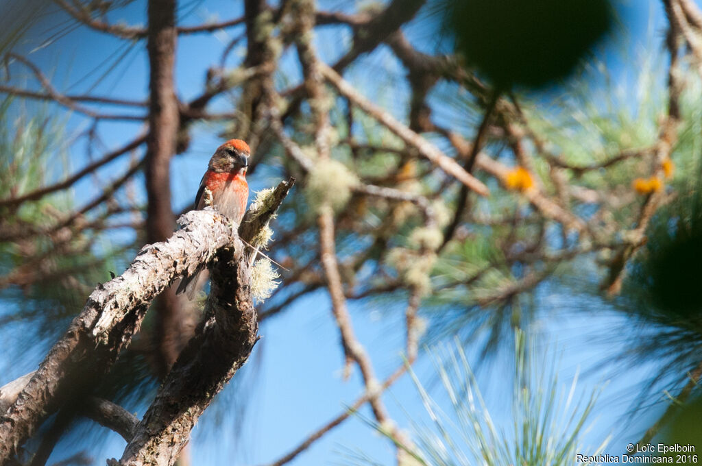 Hispaniolan Crossbill