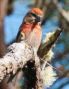 Hispaniolan Crossbill