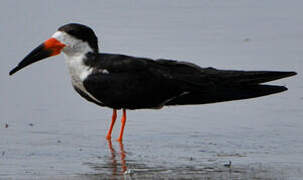 Black Skimmer