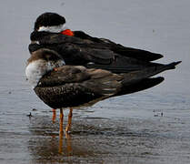 Black Skimmer