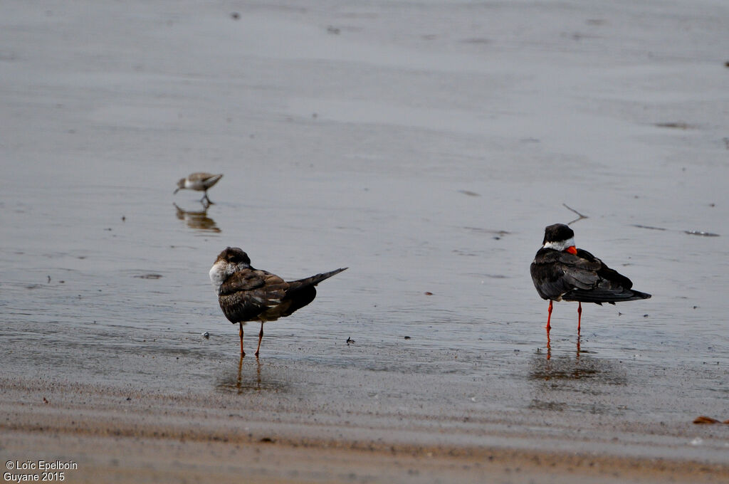 Black Skimmer